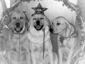 Guident check presentation